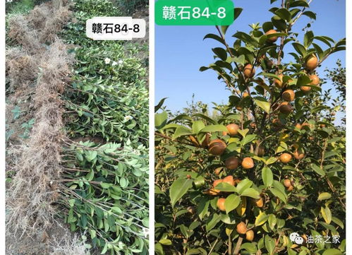 又是一年春來到，油茶種植正當時 良種壯苗與農副產品銷售的雙重關鍵