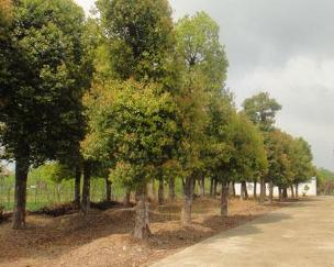 宿州市徽之風(fēng)苗木種植有限責(zé)任公司 專業(yè)樹木種植與經(jīng)營管理