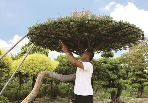 退伍軍人錢星星 褪下戎裝種新綠，帶動(dòng)農(nóng)戶共致富