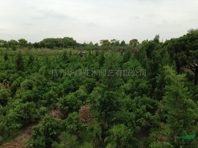 龍柏新價(jià)格與市場報(bào)價(jià)趨勢解析