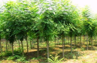 大欒樹的養(yǎng)護(hù)管理及市場價(jià)格介紹