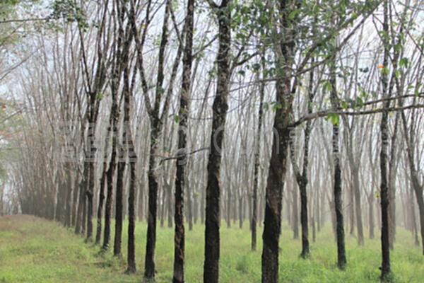 橡膠工廠與樹(shù)木種植經(jīng)營(yíng)的共生模式 從林場(chǎng)到車(chē)間的可持續(xù)循環(huán)