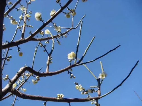 園林綠化技術(shù)詳解 六大苗木修剪方法與高效樹(shù)木種植經(jīng)營(yíng)策略