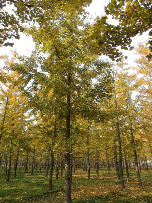 邳州市石博苗木基地 34公分銀杏苗木價(jià)格解析與選購(gòu)指南