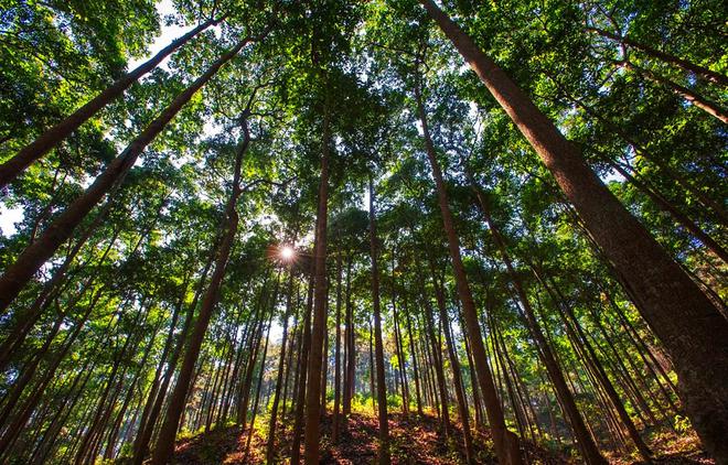 種樹(shù)容易砍樹(shù)難？——剖析林木采伐許可證辦理的挑戰(zhàn)與平衡