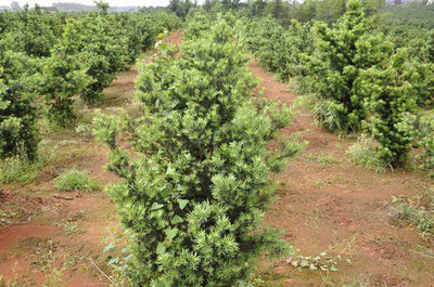 鹽堿地綠化苗木栽植與經營關鍵技術要點