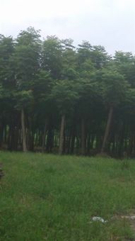 深耕三湘沃土，鑄就綠色品牌——金玉苗木基地產品與服務全覽