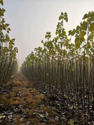 2020-2021年無絮楊樹苗市場(chǎng)報(bào)價(jià)分析與農(nóng)副產(chǎn)品銷售策略探討