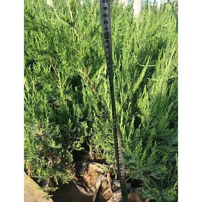 龍柏與龍爪柏 園林綠化的熱門選擇與市場(chǎng)行情分析